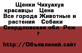 Щенки Чихуахуа красавцы › Цена ­ 9 000 - Все города Животные и растения » Собаки   . Свердловская обл.,Реж г.